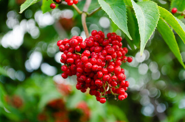 red elderberry in summer closeup