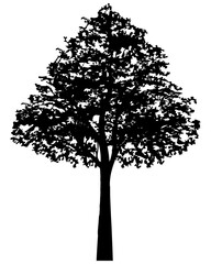Silhouette tree. For landscape design.