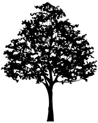 Silhouette tree. For landscape design.
