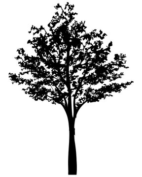 Silhouette tree. For landscape design.