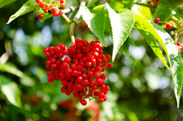 red elderberry in summer closeup