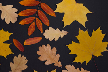 Composition of dry autumn leaves on a dark background. Flat lay, top view. Halloween.