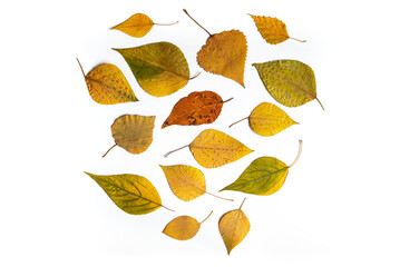 Dired autumn leaves flat lay composition on a white background