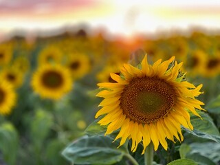 Sunflower field in vicinity of Wlodawa Poland