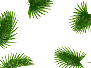 tropical green palm leaves isolated on transparent for summer background png file © studio2013