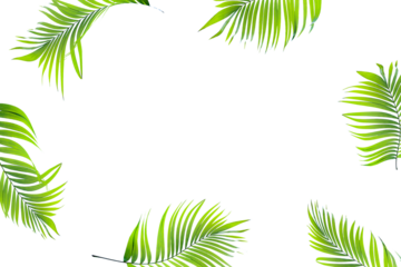 tropical green palm leaves isolated on transparent for summer background png file