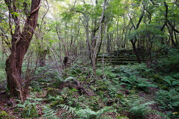 primeval forest with vines and fern