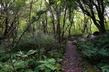 Fototapeta premium fine path in autumn forest