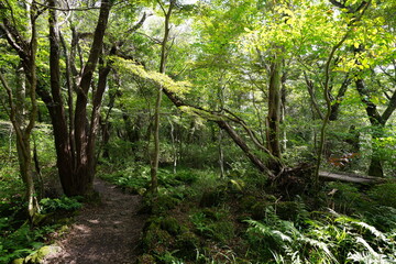 Fototapeta premium fallen tree in deep forest