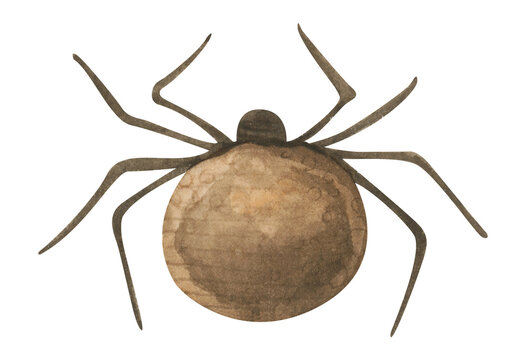 Cute Spider. Halloween Holiday. Watercolor Illustration.