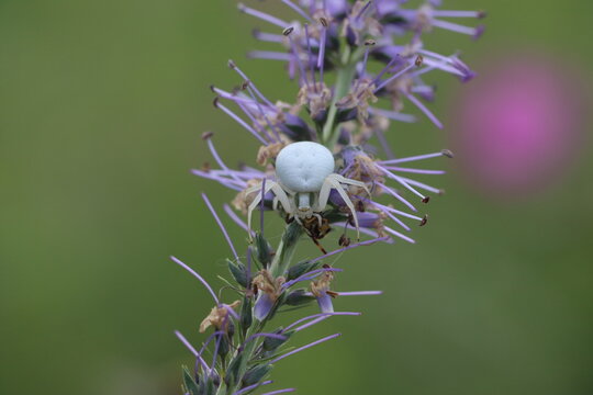 Misumenoides formosipes spider crab with prey on a purple flower, macro photo, tasty 
