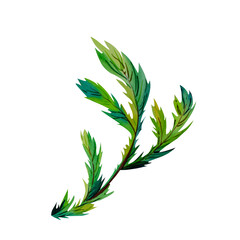 Fir branch, Watercolor illustration on an isolated background, New Year, Christmas, Home decoration.