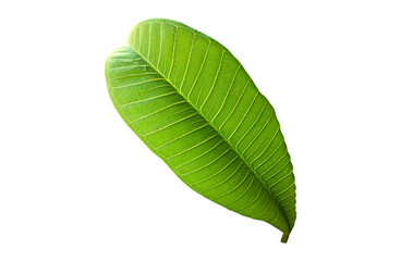 Fototapeta premium Isolated fresh green leaf of plumeria.