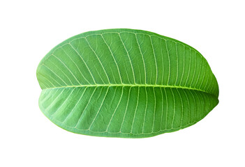Isolated fresh green leaf of plumeria.