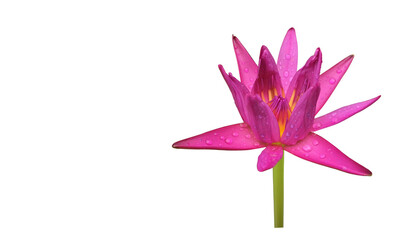 Isolated purple water lily or lotus flower.