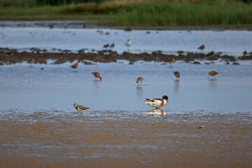 common shelduck and lapwing stand in water with reflection