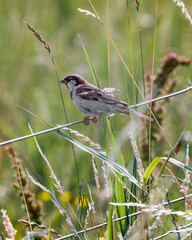 House sparrow on wire fence