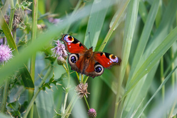 Peacock butterfly in reeds
