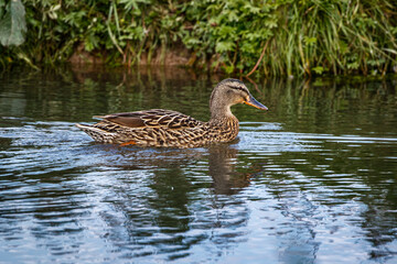 mallard duck swimming in lake making ripples