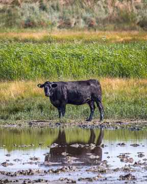 cow on the marsh land by water edge