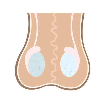 Medical chart of human testicles and epididium in scrotum