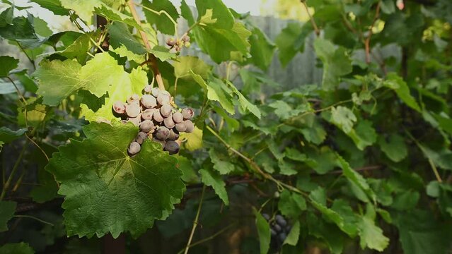 xClose-up. Selective focus on ripe and juicy organic black grapes hanging on a vine in vineyard on the ecological farm, ready for harvest for fruits or wine production. Viticulture. Wine growing.