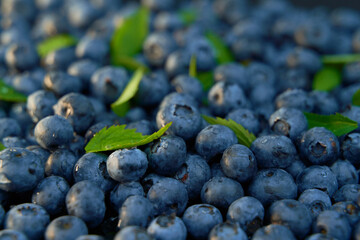 Fresh hand-picked blueberries background with copy space for your text. Border design. Vegan and vegetarian concept. Macro texture of blueberry berries. Summer healthy food.