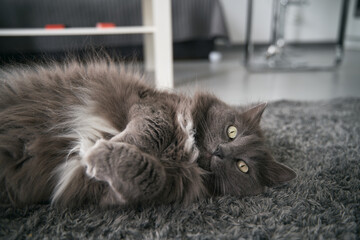 Cat sleeps on the floor. The domestic grey cat relaxes during the day indoors. Animal ready to take a nap with eyes open.