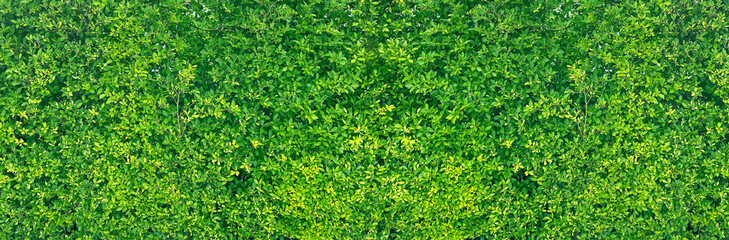 Green vertical garden, wall background, vertical garden wall.