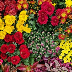 red and yellow flowers