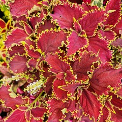 red leaves background