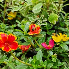 Fototapeta premium red and yellow flowers