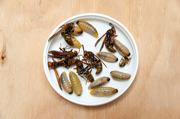 Dead larvae and wasps known as Asian Giant Hornet or Japanese Giant Hornet inside white circular container on wooden table in top view