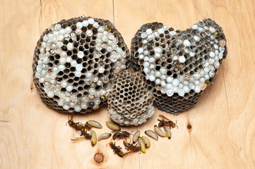 Dead larvae an wasps known as Asian Giant Hornet or Japanese Giant Hornet with comb on wooden table