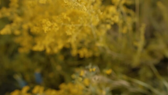 Yellow Blooming Wildflowers Galium Verum. Lady's Bedstraw or Yellow Bedstraw is Herbaceous Perennial Plant of Family Rubiaceae. Yellow Wildflowers Sway in the Wind