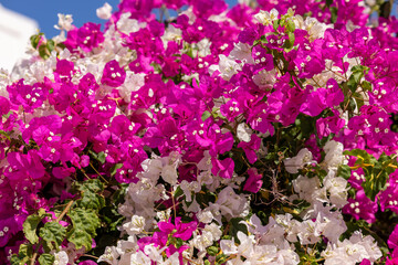 Blooming red and white bougainvillea flowers in Santorini island.