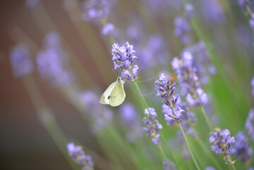 papillon beige qui butine une fleur de lavande