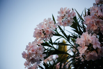 White and pink oleander flowers against blue sky