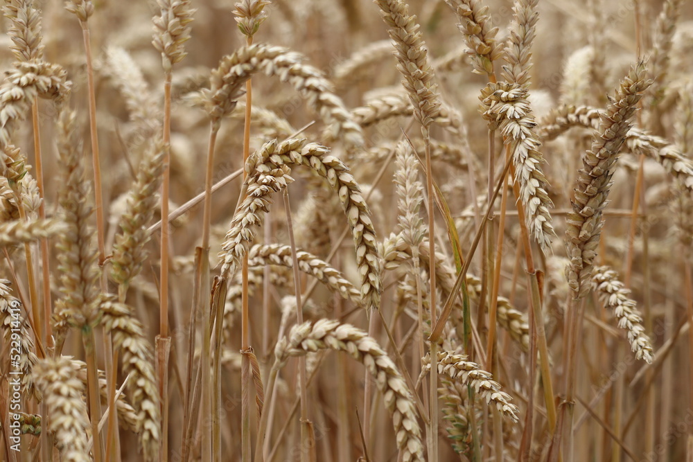 Wall mural wheat field in summer