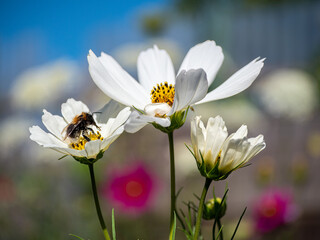 White garden flower with bokeh background