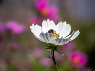 White garden flower with bokeh background