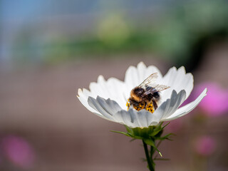 Fototapeta premium White garden flower with bokeh background