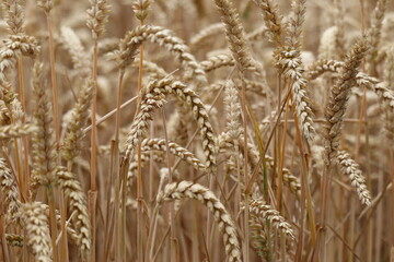wheat field in summer