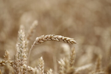 a single ear of wheat in close-up