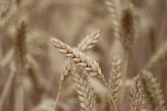 ears of wheat on a field