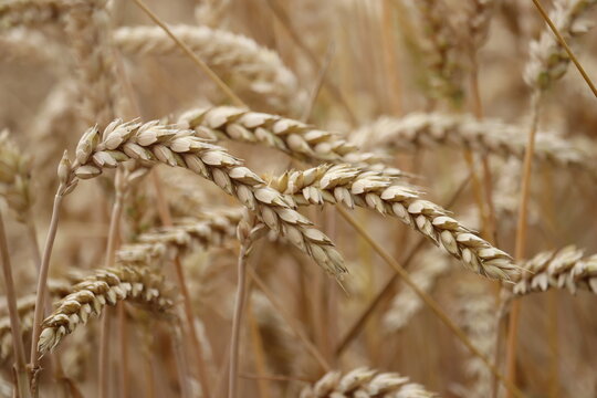ears of wheat on a field in close up