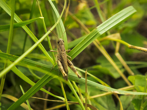 A close-up photo of a grasshopper on a background of green grass