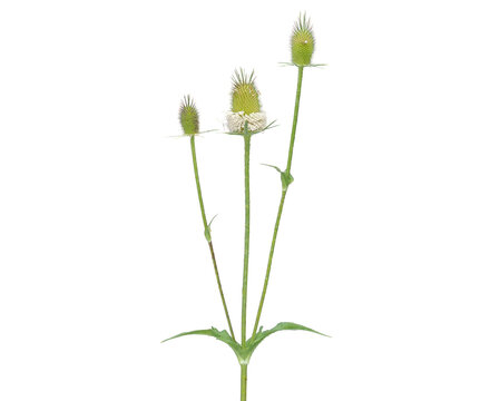 Wild teasel plant with flower head isolated on white, Dipsacus fullonum