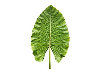 Naklejka na ściany i meble Isolated tropical alocasia caladium or elephant ear leaf.