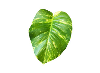 Isolated tropical epipremnum aureum leaf.